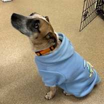 Thumbnail photo of Milo #2