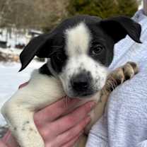 Thumbnail photo of NY Phoenix Avail Jan 10 (Tractor Supply Patterson) #2