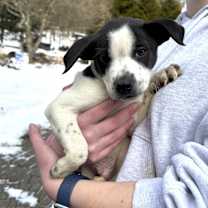 Thumbnail photo of NY Phoenix Avail Jan 10 (Tractor Supply Patterson) #3