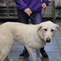 Thumbnail photo of Daisy #2