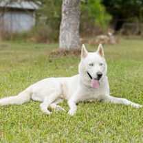 Thumbnail photo of Lobo #2