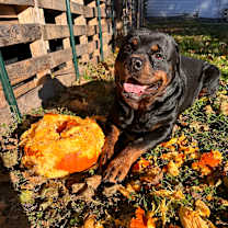 Thumbnail photo of Jax #1