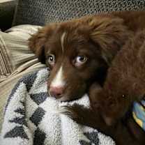 Thumbnail photo of Dakota #2