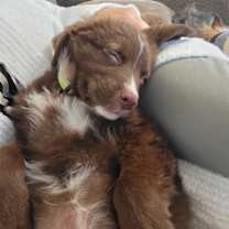 Thumbnail photo of Dakota #3