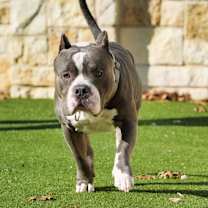 Thumbnail photo of Papi #3