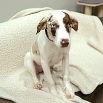 Thumbnail photo of Gertie #3