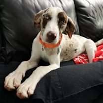 Thumbnail photo of Gertie #4