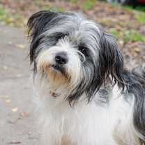 Thumbnail photo of GILLIGAN #1