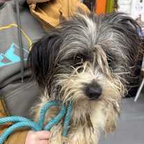 Thumbnail photo of GILLIGAN #2