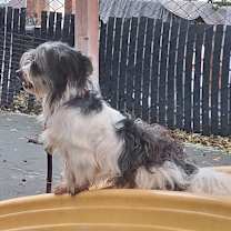 Thumbnail photo of GILLIGAN #3