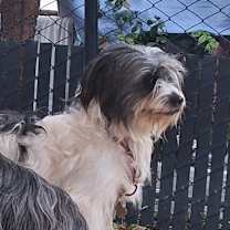 Thumbnail photo of GILLIGAN #4