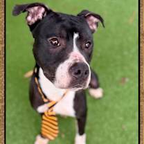 Thumbnail photo of CROISSANT #2