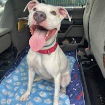 Thumbnail photo of Goliath aka Chisholm DD #1