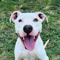 Thumbnail photo of Goliath aka Chisholm DD #2