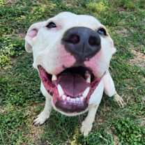 Thumbnail photo of Goliath aka Chisholm DD #3