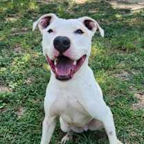 Thumbnail photo of Goliath aka Chisholm DD #4