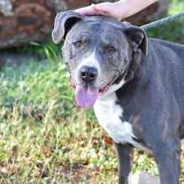 Thumbnail photo of Maggie #1