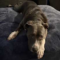 Thumbnail photo of Maggie #3