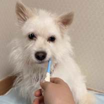 Thumbnail photo of Milo #4