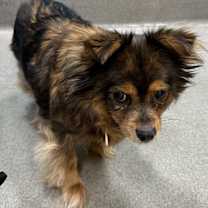 Thumbnail photo of Sassy #3