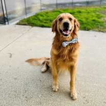 Thumbnail photo of Leo #1