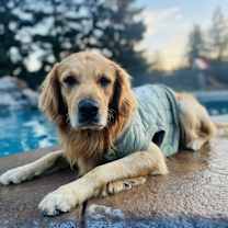 Thumbnail photo of Leo #2