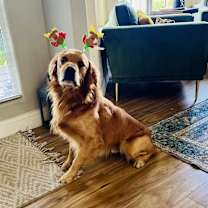 Thumbnail photo of Leo #3