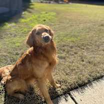 Thumbnail photo of Leo #4