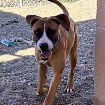 Thumbnail photo of Boxster #3