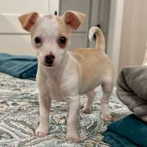 Thumbnail photo of Ringo #1