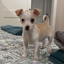 Thumbnail photo of Ringo #2