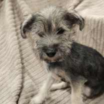 Thumbnail photo of Noble FJ #1