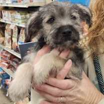 Thumbnail photo of Noble FJ #2