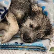 Thumbnail photo of Noble FJ #3