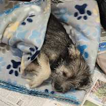 Thumbnail photo of Noble FJ #4