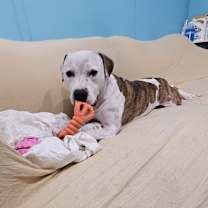 Thumbnail photo of Cookie #2