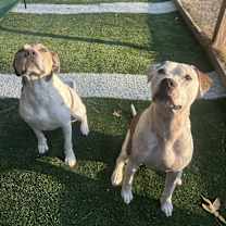 Thumbnail photo of Cookie #3