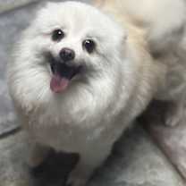 Thumbnail photo of Roxy #1