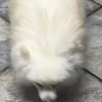 Thumbnail photo of Roxy #3