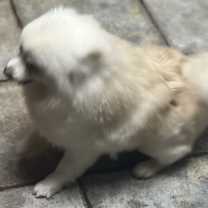 Thumbnail photo of Roxy #4