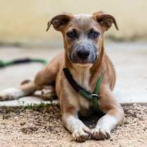 Thumbnail photo of Muffin #1