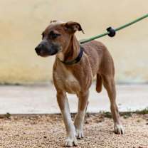 Thumbnail photo of Muffin #2