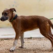 Thumbnail photo of Muffin #3