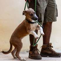 Thumbnail photo of Muffin #4