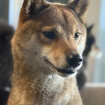 Thumbnail photo of Rosie #1