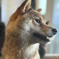 Thumbnail photo of Rosie #2