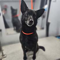 Thumbnail photo of Raisin #1