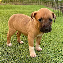 Thumbnail photo of Angel  #1