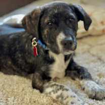 Thumbnail photo of Cody #2