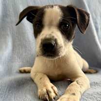 Thumbnail photo of NY Phoenix Avail Jan 10 (Tractor Supply Patterson) #1